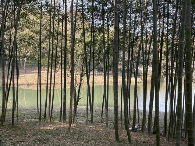 骑游仪征龙山森林公园、六合长江渔村