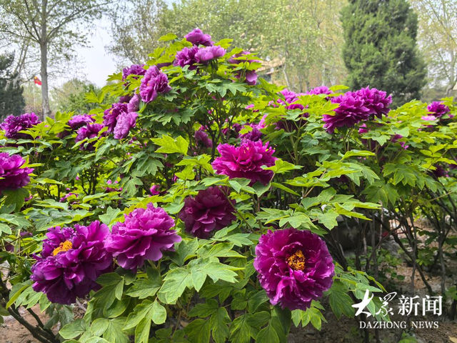 著名学者杨雨：菏泽那片牡丹花海，才是人间最美的风景！