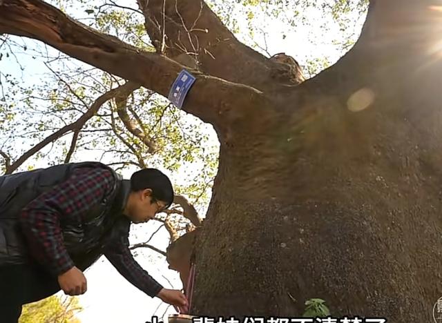 汝阳的一张绿色名片杨树岭古皂荚树
