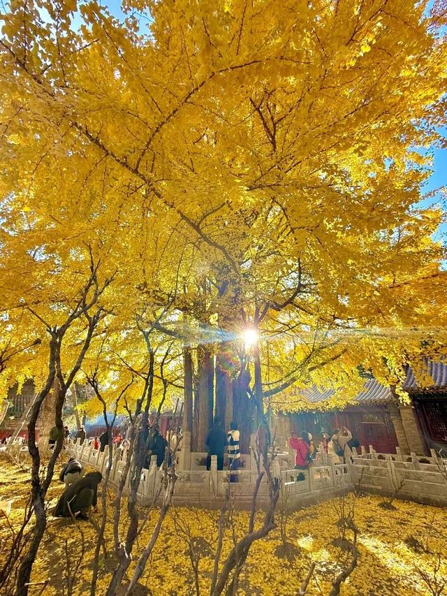 太原：银杏满枝金，枝干相依五百年，晋祠连理银杏树等你来打卡!
