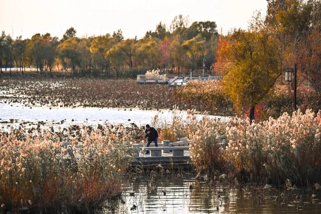 吉视界 | 北湖秋日限定 “颜值” 上线