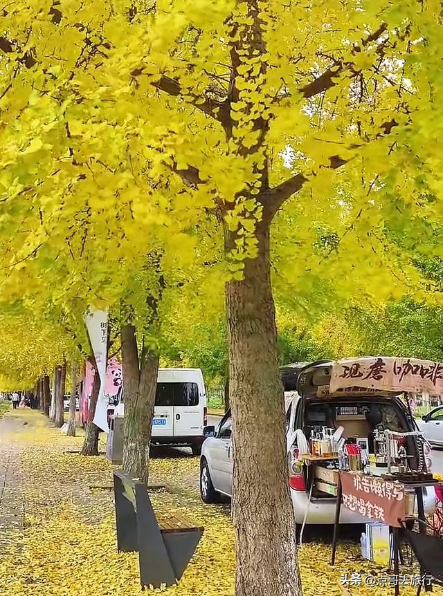 成都彭州被低估的场镇，3公里银杏长廊超级壮观，公交车直达！