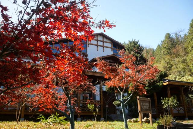 可惜你不听《枫》,不知道醴陵这片枫林到底有多美!