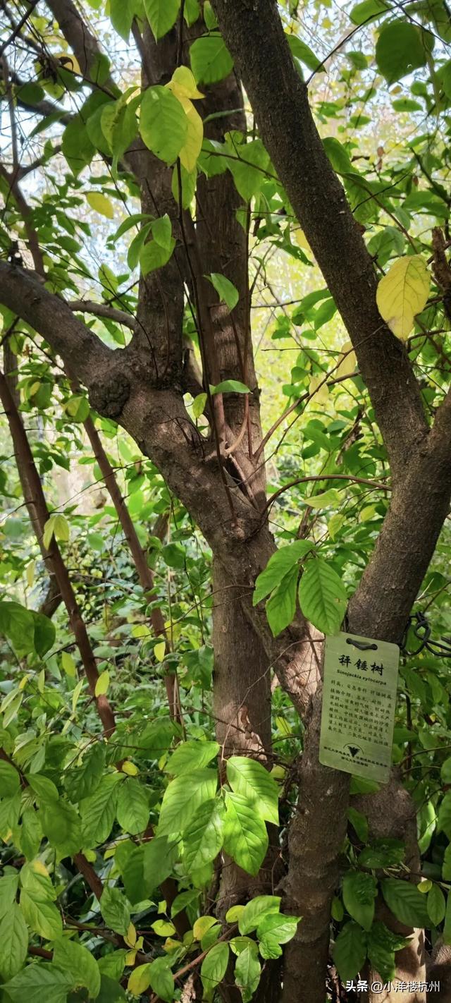 跟随树友们逛中国第一座现代植物园——浙大植物园