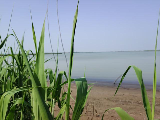 文/吴大升：天门张家湖，湖北省内保持原生态最好的湖泊之一