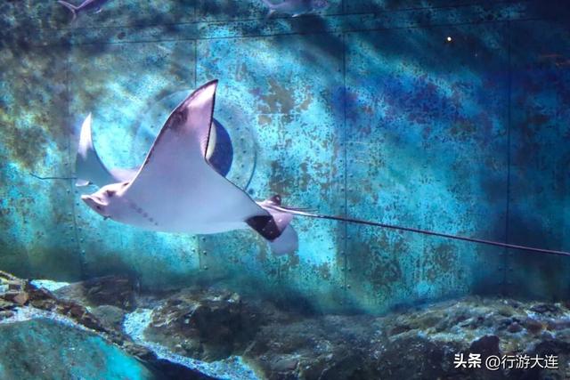 太冷不想多吹风？跟着大连这条地铁线，一路吃喝玩乐逛起来