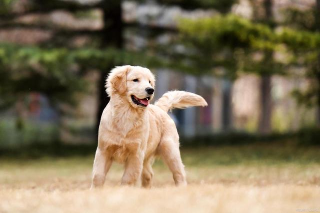 研究反转认知！1.1万年前狗已现多样性，早期人类是“幕后推手	”