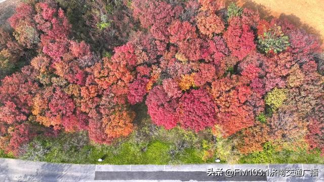 公园景区秋色图鉴,这几处必打卡