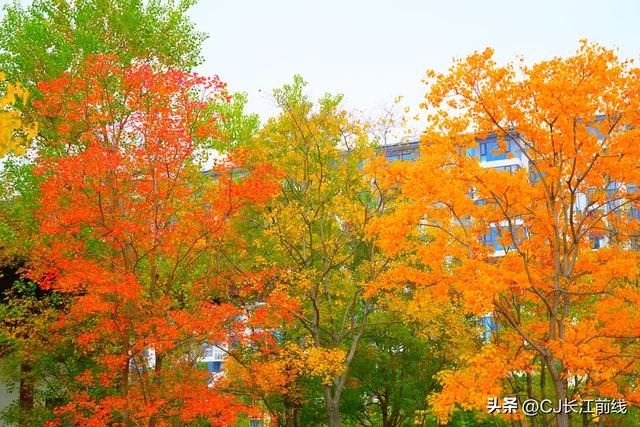 河南淮滨：重阳节里秋景美如画