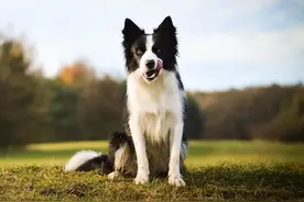 为什么说慎养边牧，看完它的“缺点”，你还想养吗？图片