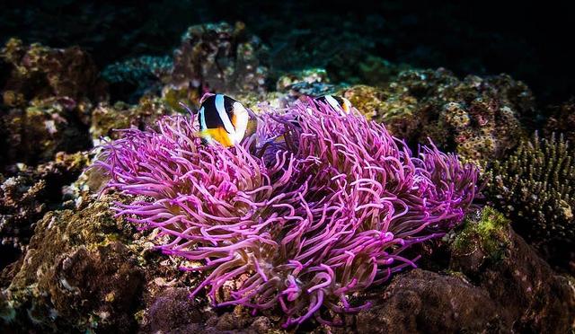 日本十大潜水圣地：潜点特色与难易度总整理