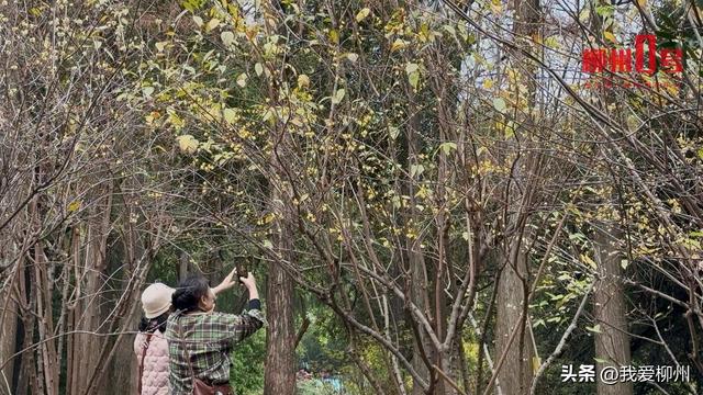 暗香浮动！柳州这的蜡梅开啦，盛花期就在→