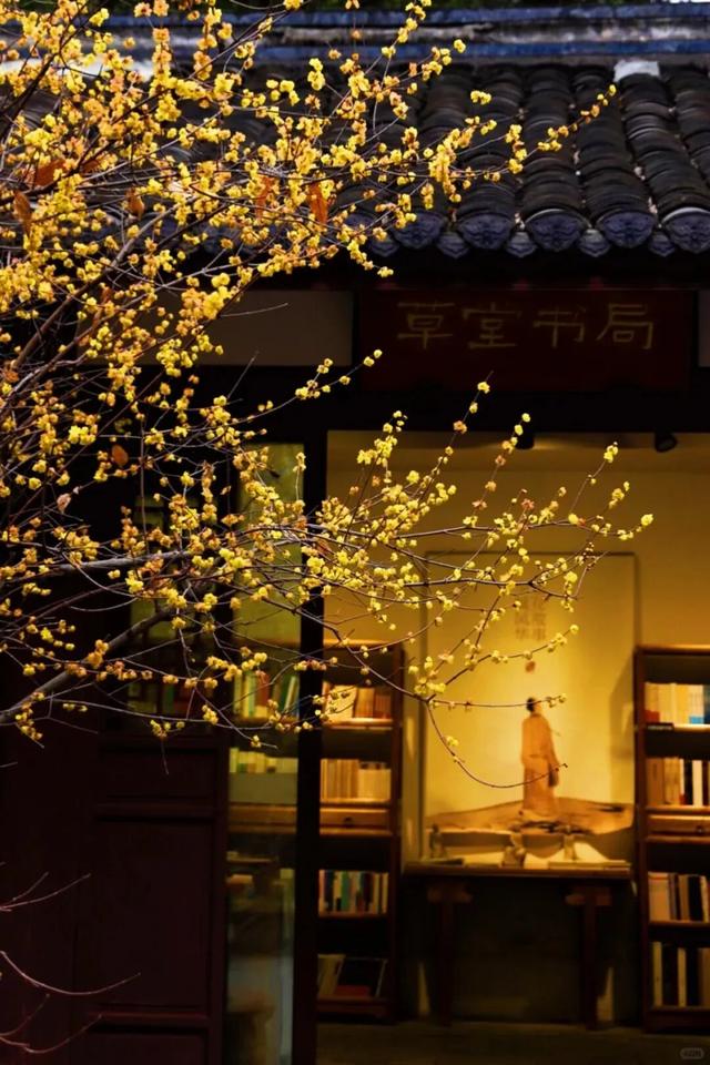 寒风再烈、冬日再冷，蜡梅照样艳压全场！