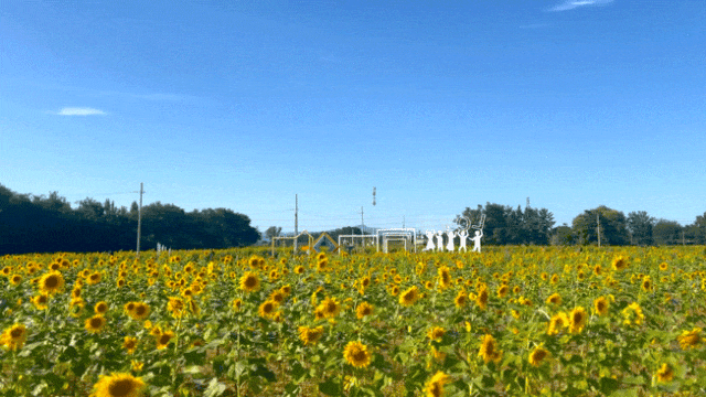 藏不住了！顺义秋日限定花海，安排——