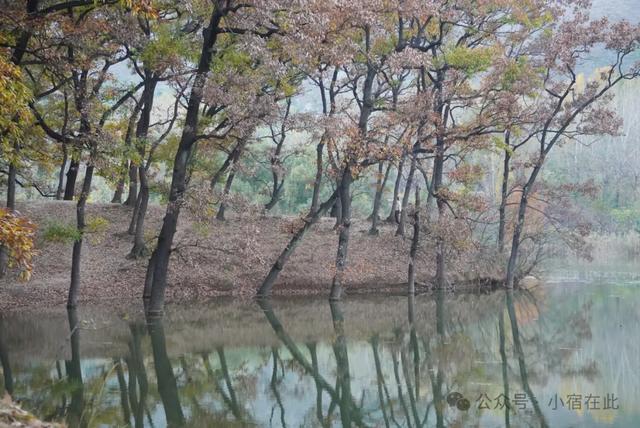 安徽萧县龙泉寺橡树林,太美了!
