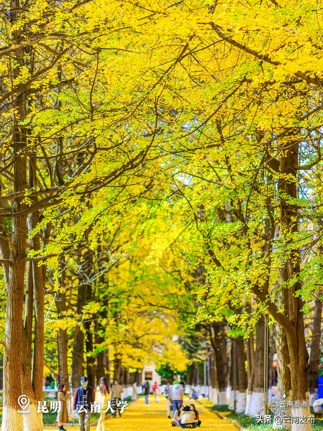 壁纸上新！云南银杏树集体换上绝美金装