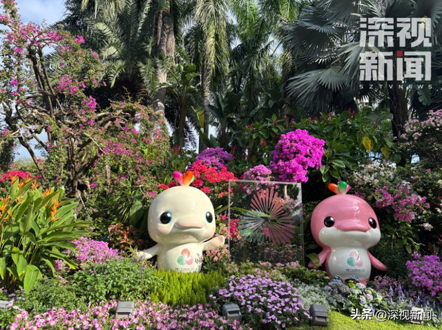 簕杜鹃花海最佳观赏期，这份“秋日限定”浪漫请收下