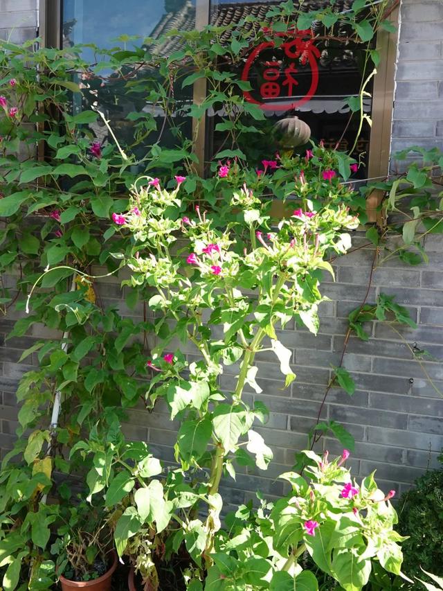 山东，有一座2000年前的一线城市，去青州古城赶一场槐花雨