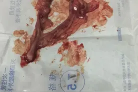 母狗绝育手术图片