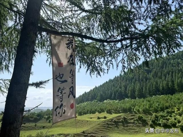 华亭：荒山披绿变“金山”
