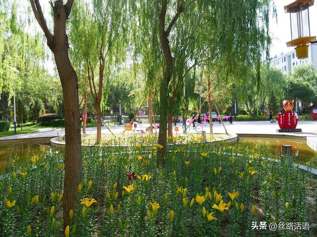 图集丨山丹：百合盛开，许你一个浪漫盛夏！