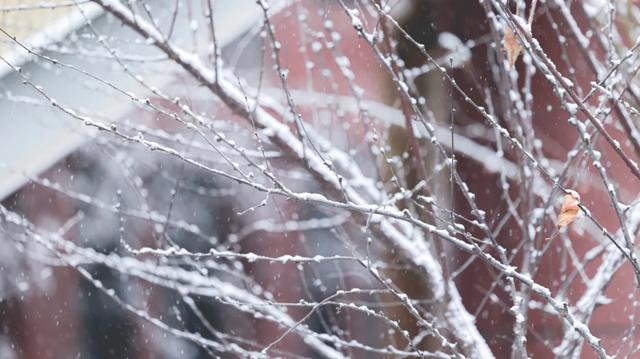 河北衡水：2025年首次降雪，臻园雪景绝绝子！