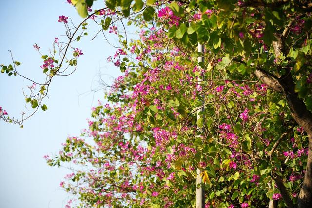 一路一花开，四季如诗“里”