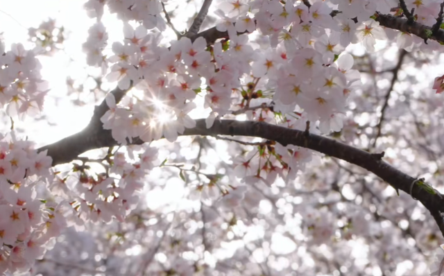 3月国内赏樱天花板！“世界三大赏樱胜地”之一，3万多株盛放