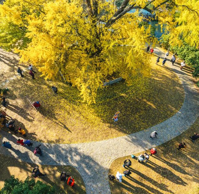 沪上这9条秋游线路，带你走进申城最美的秋景~