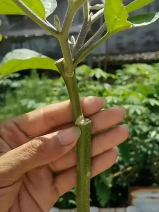 天呐!福建大叔竟把茄子养成树,一棵年产百斤!这操作也太神了吧