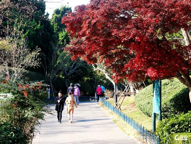 初冬限定浪漫：青岛中山公园红叶正艳