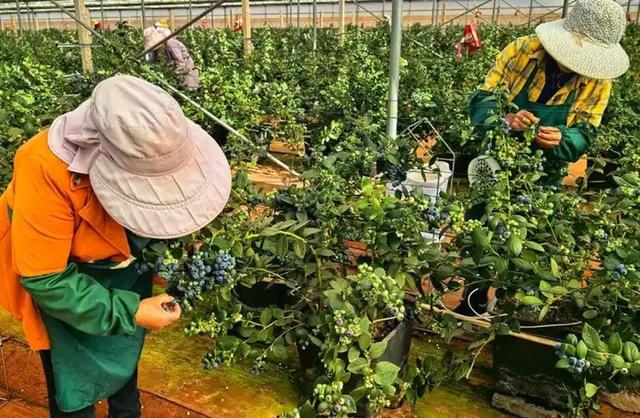 中国再出黑马！科学家成功破解植物再生密码，1大关键因素出炉