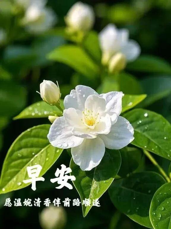 早安正能量励志句子 新的一天 请保持微笑，张开双手迎接美好的一天