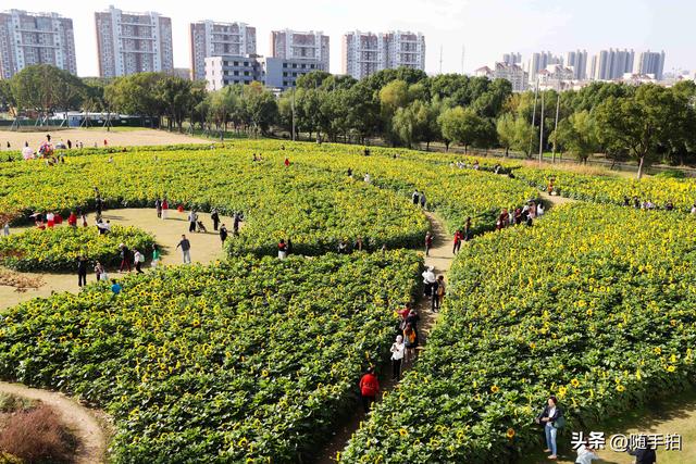 出站即入画，江苏苏州花桥地铁站向日葵花海浪漫触手可及