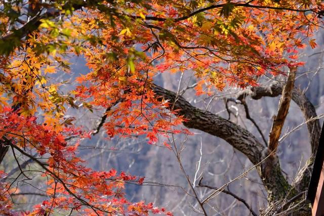青岛赏秋去哪里？这几个地方别错过！