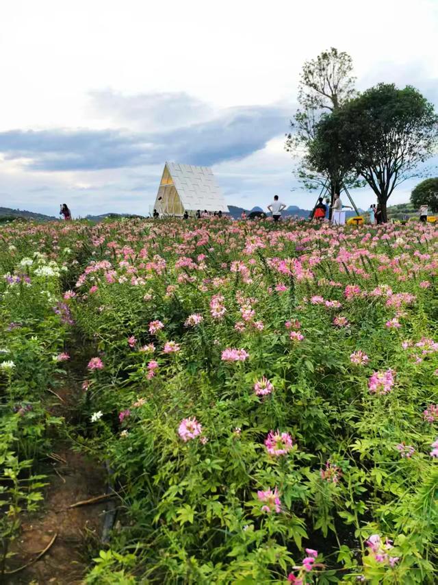 桂林：漓畔花海莲花源！