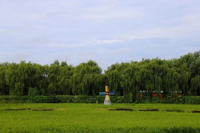 又是一年好风光！佃起村稻田画迎来最佳观赏期
