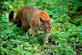 四川阿坝发现“黄虎”，身形矫健性情凶猛，一张大花脸十分吸睛图片