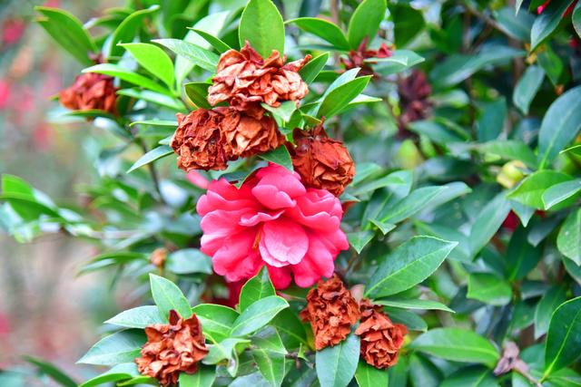 落花成茶韵！佛山卡玛缤纷花世界解锁沉浸式养生体验，干茶花变身冬日新宠