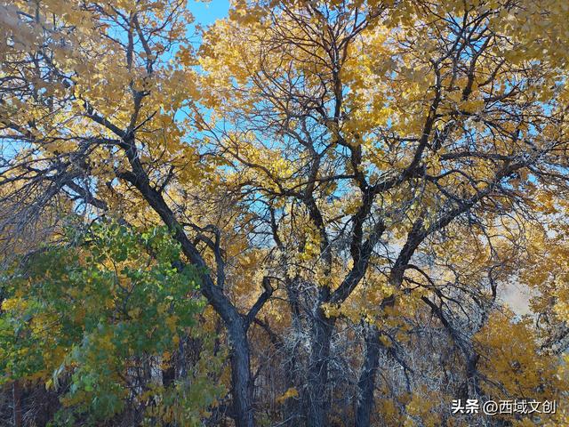 散文写人生｜我爱多坝沟的胡杨 文图/张耀宇