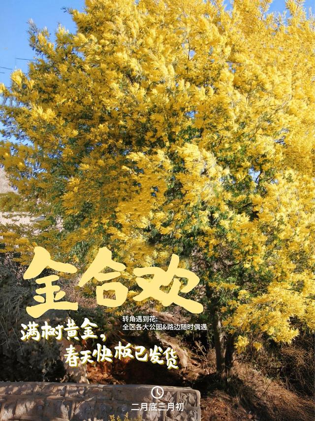 2500万人在昆明盘龙追过的花