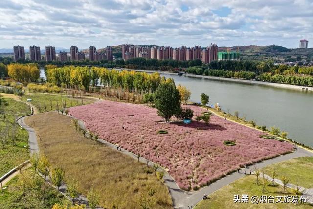 【乐游烟台】周末好去处丨热搜预定！烟台的秋天太上镜了！