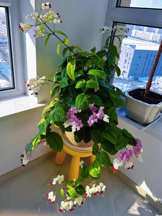 泉州一老街，有一株“龙吐珠”开成花墙，看到的人都直呼“太美”