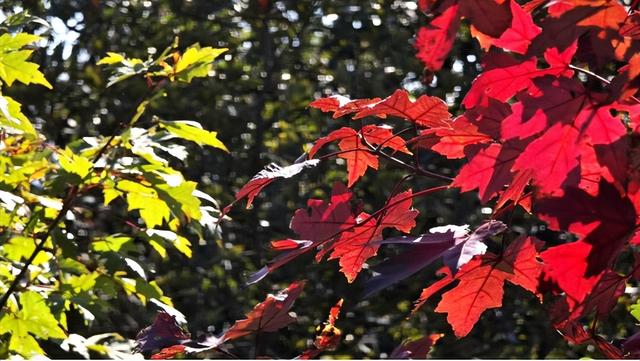 秋天的襄阳谷城 红彤彤金灿灿