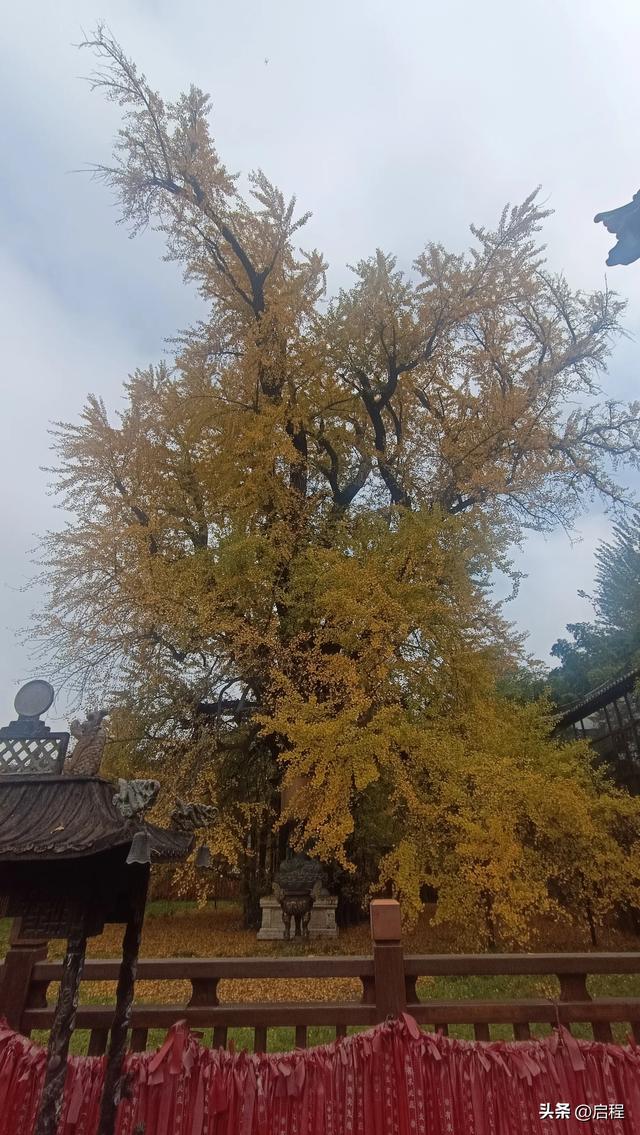 赏网红银杏树，登秦岭月亮沟