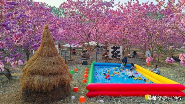 新会大泽绿美生态园太梦幻了，6000株紫花风铃开成童话花海