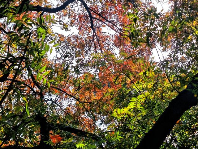 带4岁娃爬上海松江天马山，2小时轻松搞定，花费不到30元