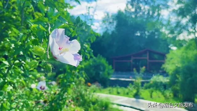 【乐游烟台】河畔「周末」| 秒降温5℃！烟台这个避暑地，谁还不知道→