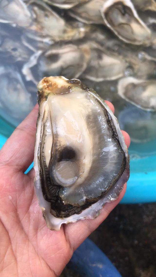 海味阳江:左手海鲜盛宴,右手千年渔风,快来这里赶海呀