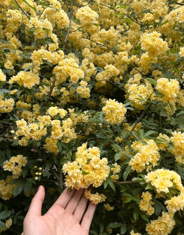 南京城内最大规模木香花开了，不要门票，香飘四溢，地铁公交直达